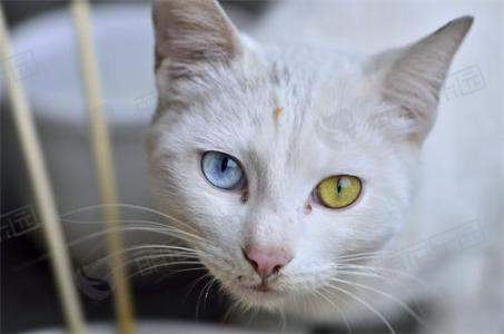 猫的眼睛有多少种颜色?
