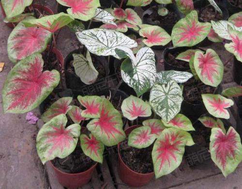 花叶芋怎么种植？