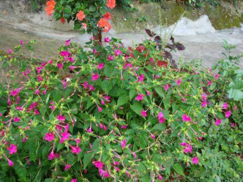 紫茉莉 胭脂花
