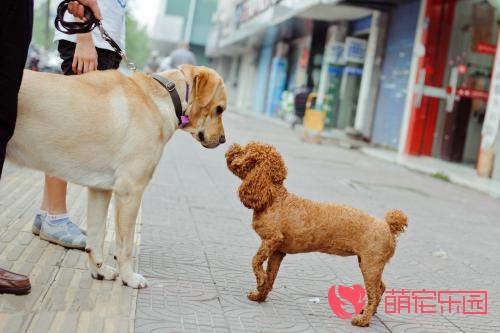 指示犬导盲犬怎么洗澡？【图】