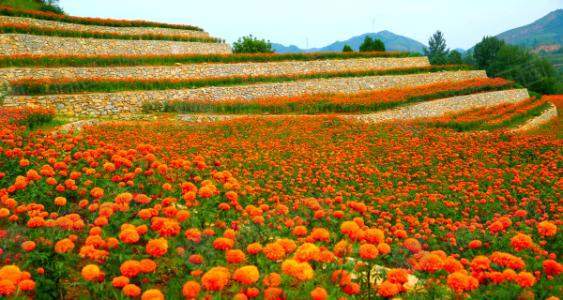 万寿菊花种介绍【图】