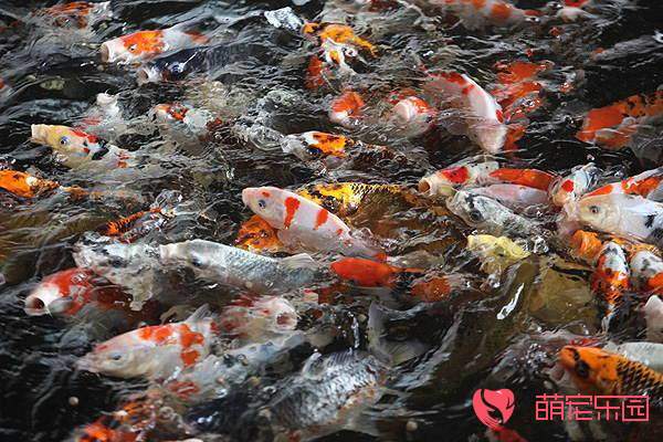 饲养锦鲤日常管理注意事项