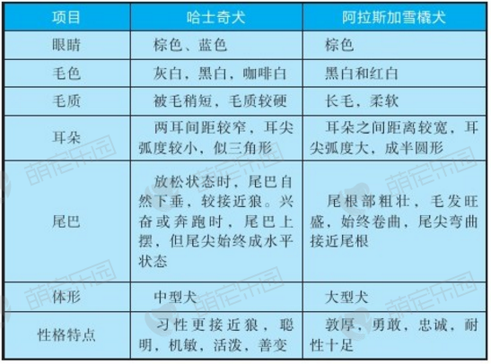 哈士奇犬与阿拉斯加雪橇犬的区别