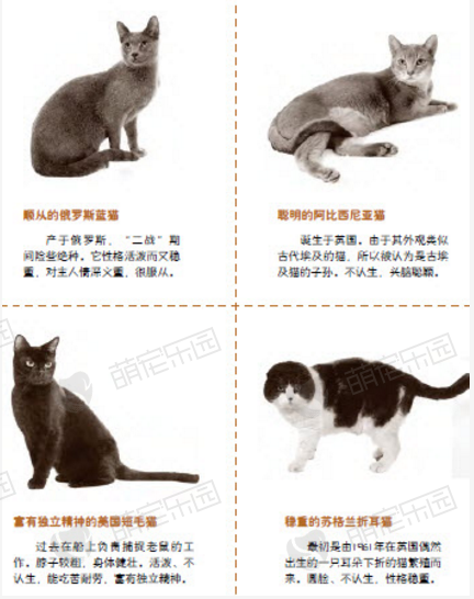 短毛猫怎么样？