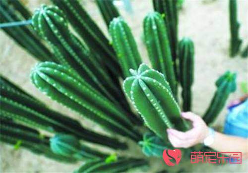 量天尺种植方法