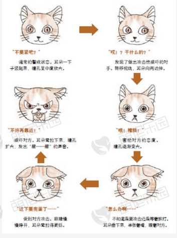 猫咪怎么从脸上表达情绪？