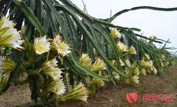 量天尺种植方法