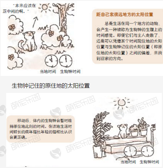 猫咪令人惊奇的认路能力