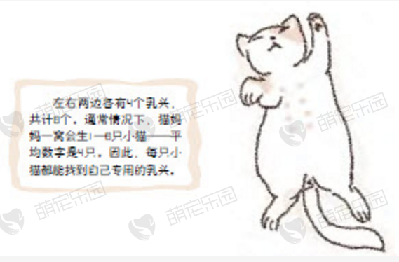 小猫的本能—确定自己专用的乳头喝奶