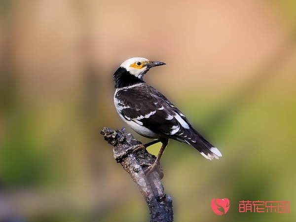 黑领椋鸟饲养前需要准备什么