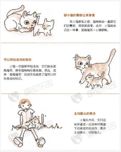 猫咪为什么经常竖起尾巴