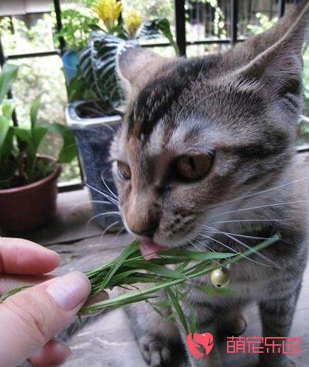 猫咪为什么特别喜欢吃草？猫咪吃草原因