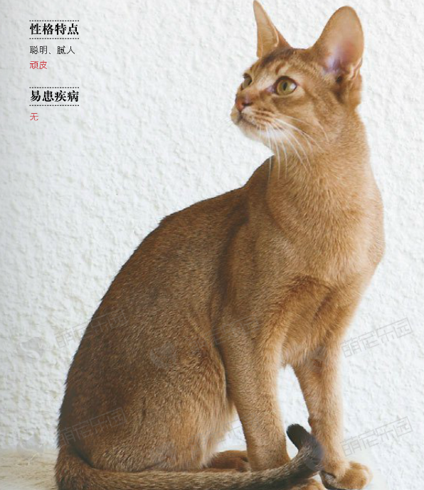 阿比西尼亚猫价格多少钱？阿比西尼亚猫的介绍