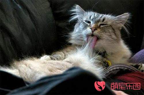 猫咪为什么一直吐黄水？猫咪吐黄水是怎么了