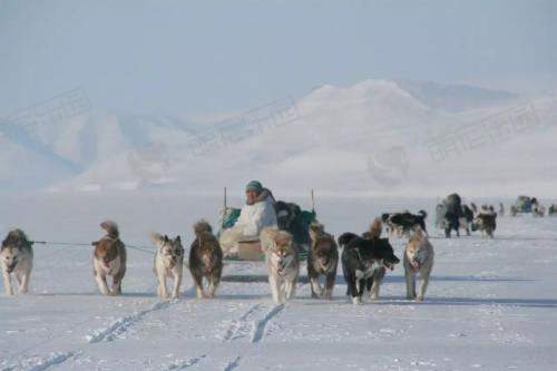 爱斯基摩人为何用狗拉雪橇?