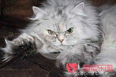 暗灰色波斯猫的特性