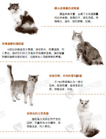 温顺大方的长毛猫