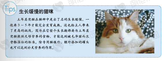 土耳其梵猫价格多少钱？土耳其梵猫的介绍