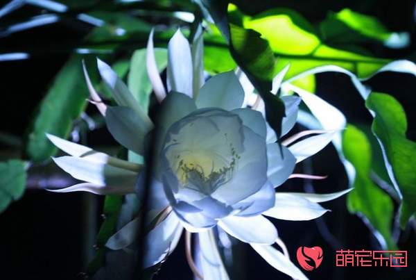 昙花怎么养？昙花养殖方法和注意事项