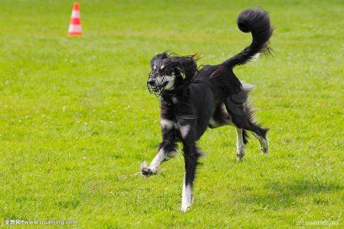 萨卢基猎犬 狗狗品种介绍【图】