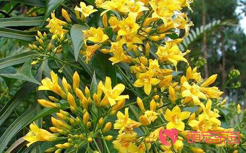 神农断肠草——钩吻