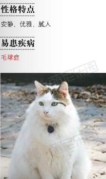 土耳其梵猫价格多少钱？土耳其梵猫的介绍