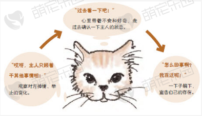 猫咪为什么突然打断你的事情？