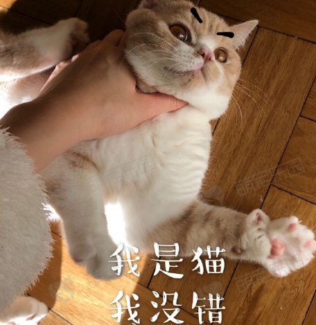 猫喜欢咬人怎么办？