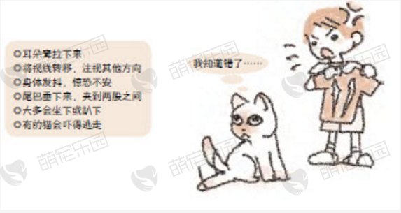 注意训斥猫咪方法