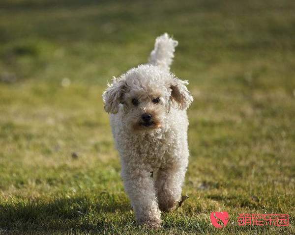 导致贵宾犬发抖的原因有哪些