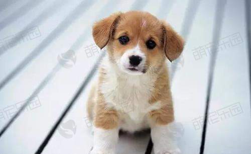 如何让幼犬适应新的环境