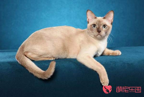 东奇尼猫的性格特点