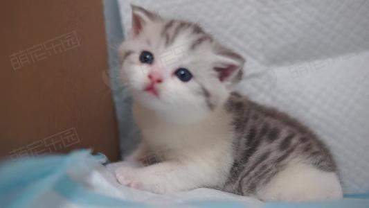 猫咪什么时候可以断奶？有什么办法