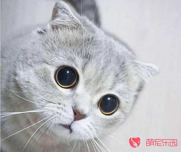 为什么折耳猫这么受欢迎？