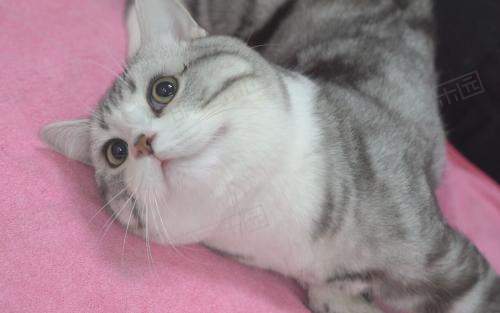 猫咪什么时候绝育比较好？
