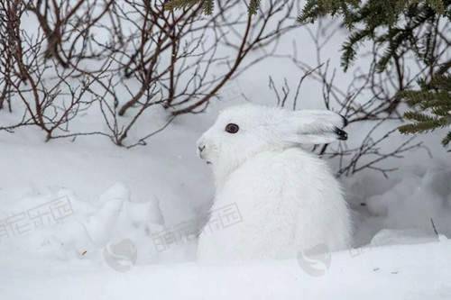 雪兔该怎么养？