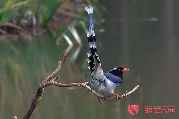 红嘴蓝鹊饲养的时候有什么需要注意的？