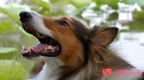 苏格兰牧羊犬牙齿松动怎么办