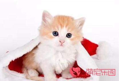 巴厘猫幼年阶段的养护知识