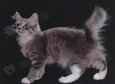 怎么判断美国短尾猫是否生病？