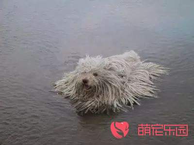 给可蒙犬洗澡的注意事项