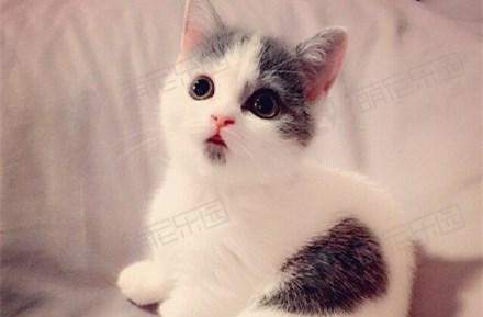 猫咪什么时候可以断奶？有什么办法