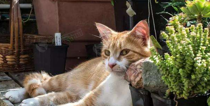 如何避免猫咪吃家中的植物