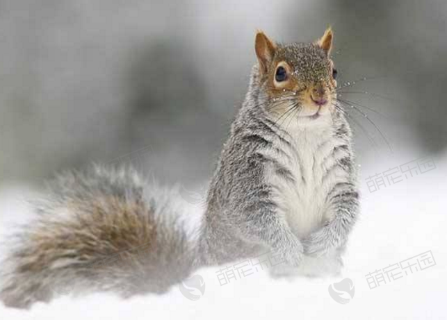 魔王松鼠和雪地松鼠有什么区别？