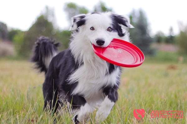 边境牧羊犬能看家吗？