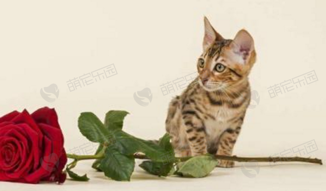 如何避免猫咪吃家中的植物