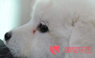 比熊犬的眼睛有眼屎怎么办