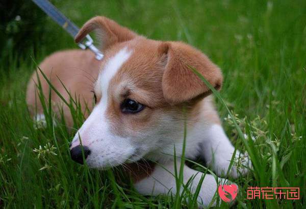 柯基为什么会发脾气？
