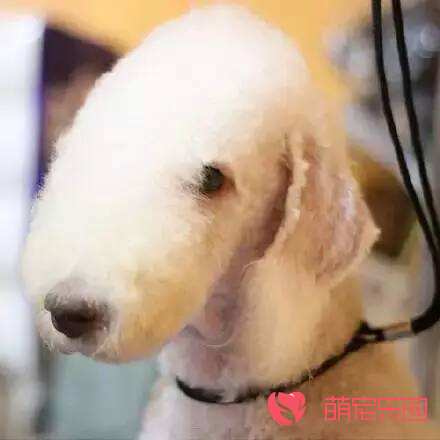 贝灵顿梗犬毛发的护养方法