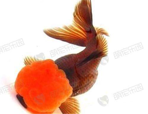 朱顶紫罗袍该怎么饲养？
